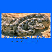 Dan - Negev horned pit viper on sapir (lapis lazuli) blue